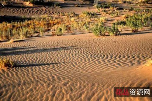 《奥卡万戈三角洲:在喀拉哈里沙漠中寻找幸存者天堂》