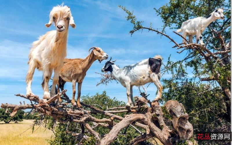 2021年最新动画电影《奇幻森林之兽语小子》:小男孩拯救捻角山羊,拥有和动物说话的能力,HD1080p国语中字,阿里云盘在线播放/下载