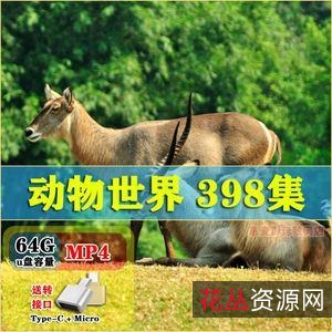 观看《动物世界》儿时回忆,108全集赵忠祥版,1080P高清版、原画和倍速播放等功能全面升级