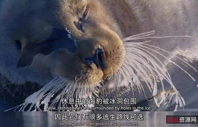 观看《动物世界》儿时回忆,108全集赵忠祥版,1080P高清版、原画和倍速播放等功能全面升级